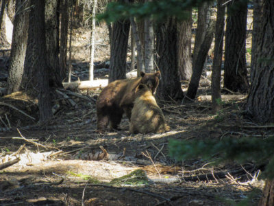 Bären im Yosemite National Park